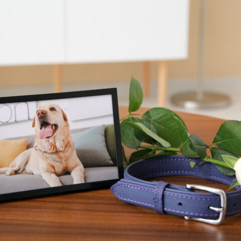 Frame with picture of dog, collar and rose flower on wooden table in room, representing a pet funeral
